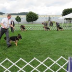 Judges assess entries as they move through the conformation ring.
