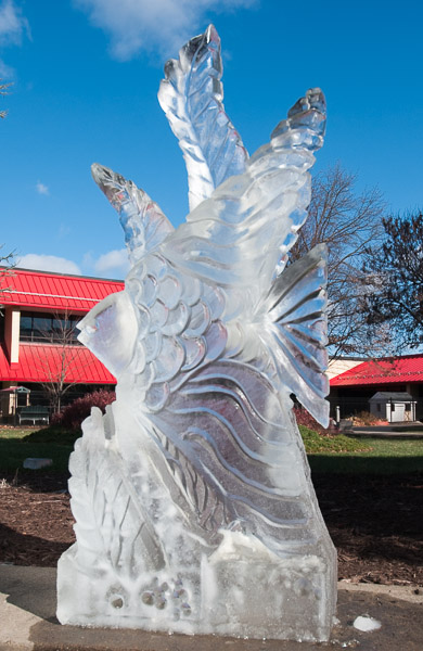 An angel fish swims among waving seaweed.