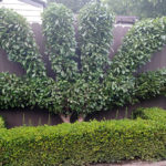 An espalier cherry dogwood, among the eye-catching features in the Bowers' garden