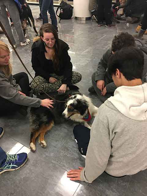 Students enjoy one of Madigan Library's pet projects.