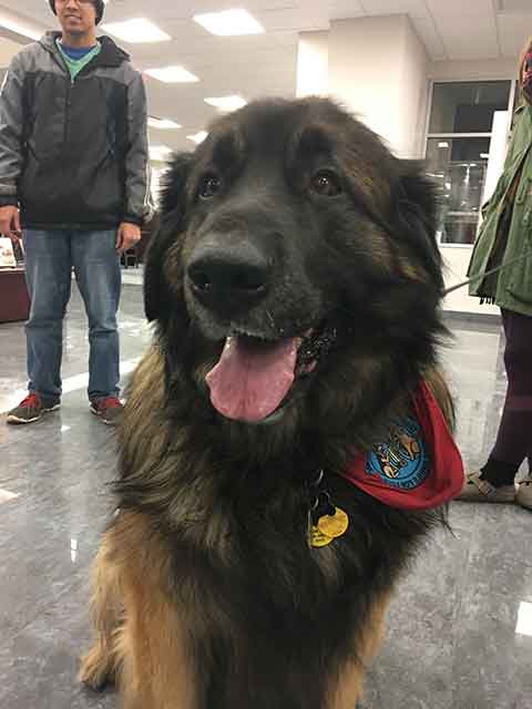 The big-hearted Koda, a superhuggable Leonberger, returns to campus for welcome stress relief.