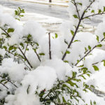 Green - the color of spring, interrupted - makes its persevering presence known through the rapidly melting snow.