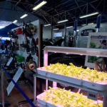 Penn College's "green" majors are well-represented by the horticulture department and examples of its hydroponic bounty.