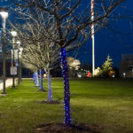 Trees along Hagan Way are swathed in Wildcat blue.