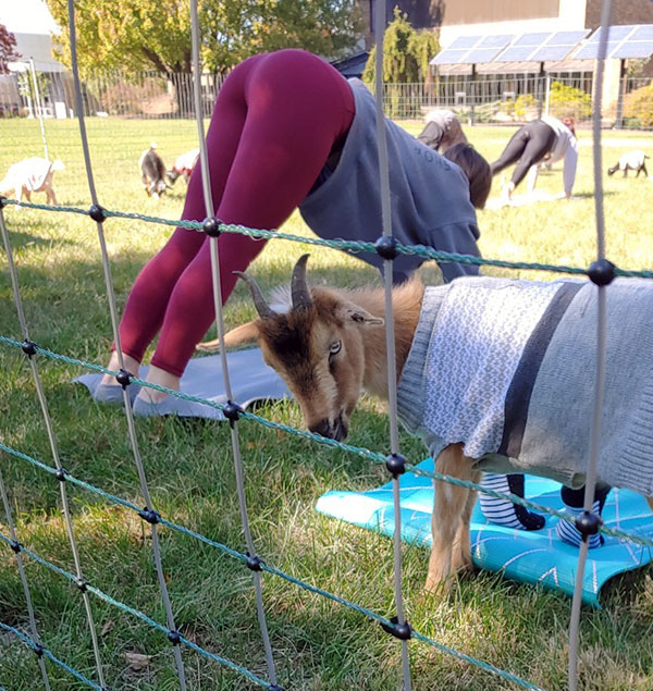 The return of goat yoga to the PDC lawn confirms it: