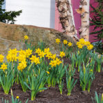 ... are a reliably welcome sign of warmer days ahead.