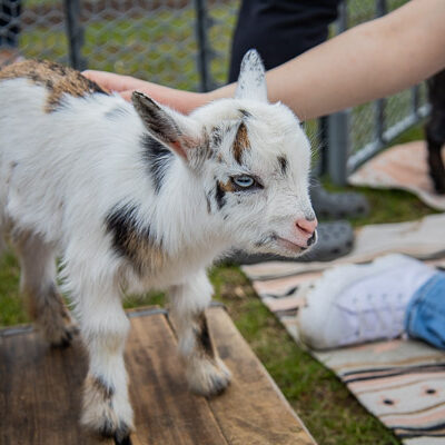 ... each critter cuter than the next.