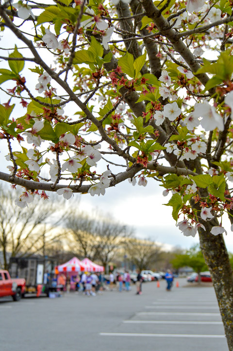 If a teasing hint of warmer temperatures isn't enough, flowering apple trees bring proof that spring (perhaps) has sprung.