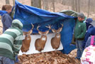Amy L. Moyer, Sunbury, and Randy J. Albertson, Riverside, discuss the impact of whitetail deer on Penn's Woods