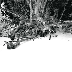 Driftwood, 2005, photograph