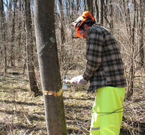 Using a hatchet to clear the bark for herbicide application is Kenneth J. Kane, of Kane.