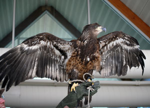 A classroom visitor spreads its wings for students in Eric C. Easton's Wildlife Management class.