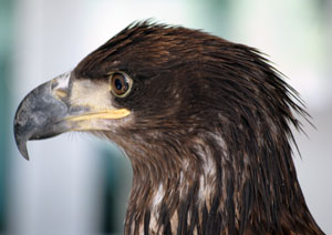 An immature bald eagle, ready for its close-up