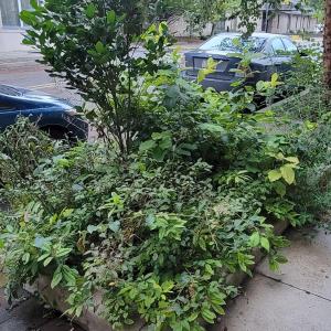 A rain garden in the 400 block of Pine Street, just south of Williamsport's Old City Hall, awaits transformation ...