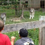 Glances with wolves