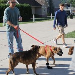 Students (and other dogs) get acquainted with Bruiser, a light brown boxer owned by Michael S. DiPalma.