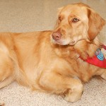 Kenzie, a golden retriever mix owned by Carol Weaver, awaits attention ...