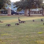 Canada geese among campus newcomers