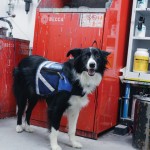 A working dog at heart, on weekends, Jesse lets Thomas know he wants to don his service cape and head to campus.