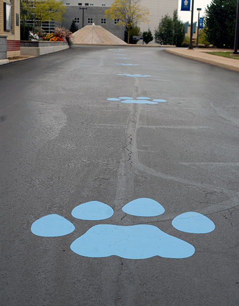 Larger-than-life paw prints, painted at campus entrances in advance of Wildcat Pride Week, lead the way to Homecoming activities.