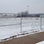 Canada geese flock to Athletic Field.