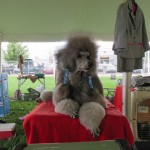 A well-groomed center of attention, even when out of the ring