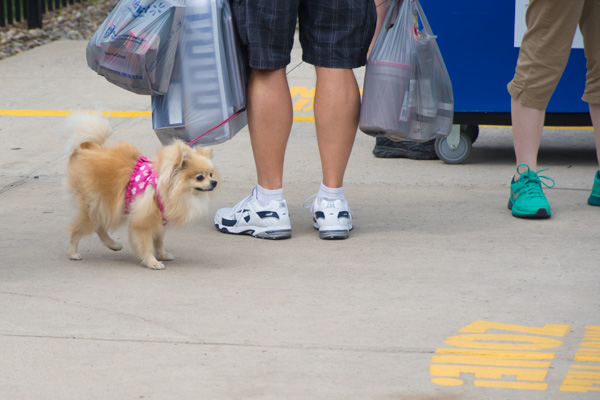 A tiny dog sporting a pink crop top with white hearts brings cute comfort on a busy day.