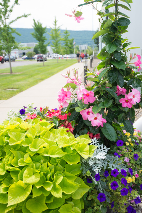 The main campus blooms brilliantly along the College Avenue Labs sidewalk.