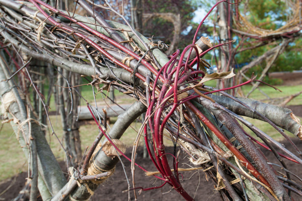 Red vines help bind the branches – and tie together a color scheme duplicated across campus. 