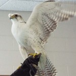 Fluttering wing feathers announce The Gyrfalcon's participation.