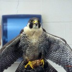 Heimbach with a Peregrine Falcon