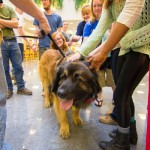 Koda, a Leonberger with a heart to match his stature, proves to be a cherished guest.
