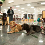 Dogs line up to help students calm down.