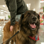 A particular favorite is Koda, a Leonberger who perennially proves that good things come in big packages, too!