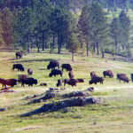“This is just a portion of the herd,” Thomas says of the buffalo she encountered in the Crazy Head Springs area. “This herd was just massive. Not as big as (herds) have been, but for me seeing live, wild buffalo for the first time, it was a lot.”
