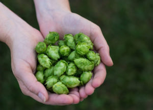 Students in the new major will learn the role of hops as an antibacterial and flavoring agent in beer.