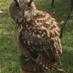 Interested in "whoooooooo" dropped by for an informational presentation is this owl, part of the park's Fall Festival attractions.