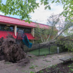 The sun rose Tuesday morning on this uprooted tree, lying atop the playground at the Dunham Children's Learning Center.