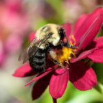 A bee-utiful pic