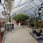 A "thousand-bloom" chrysanthemum soon will take center stage to dazzle conservatory guests.