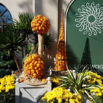 Autumn colors greet Longwood visitors from the outset.