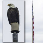 Looking for lunch? A bald eagle makes a midday landing on the American flag near the main entrance.