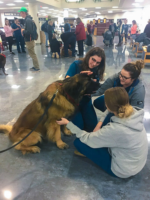 A campus favorite, Koda the lovable Leonberger, effortlessly soaks up the adoration.