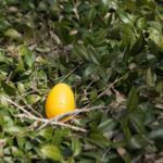 A golden opportunity awaits.