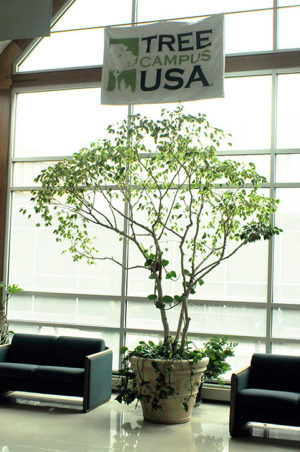 A variegated ficus stands beneath a "Tree Campus USA" banner in the ESC lobby.