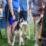Patient pooches await their next nuzzle