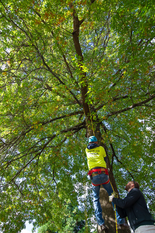 Justin Shelinski (on ground at right), laboratory assistant for horticulture, helps a student “climb” a tree in the LEC/BTC courtyard.
