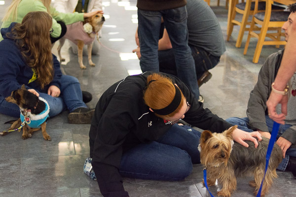 Finishing Fall 2018 strong, with help from comforting canines