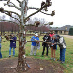 Bower (in hat) joins colleagues in an example of pollarding, a method of pruning that keeps trees smaller than they would normally grow.