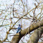 Often heard before they are seen, a blue jay makes its presence known on campus.